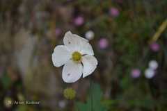 Anemone vitifolia
